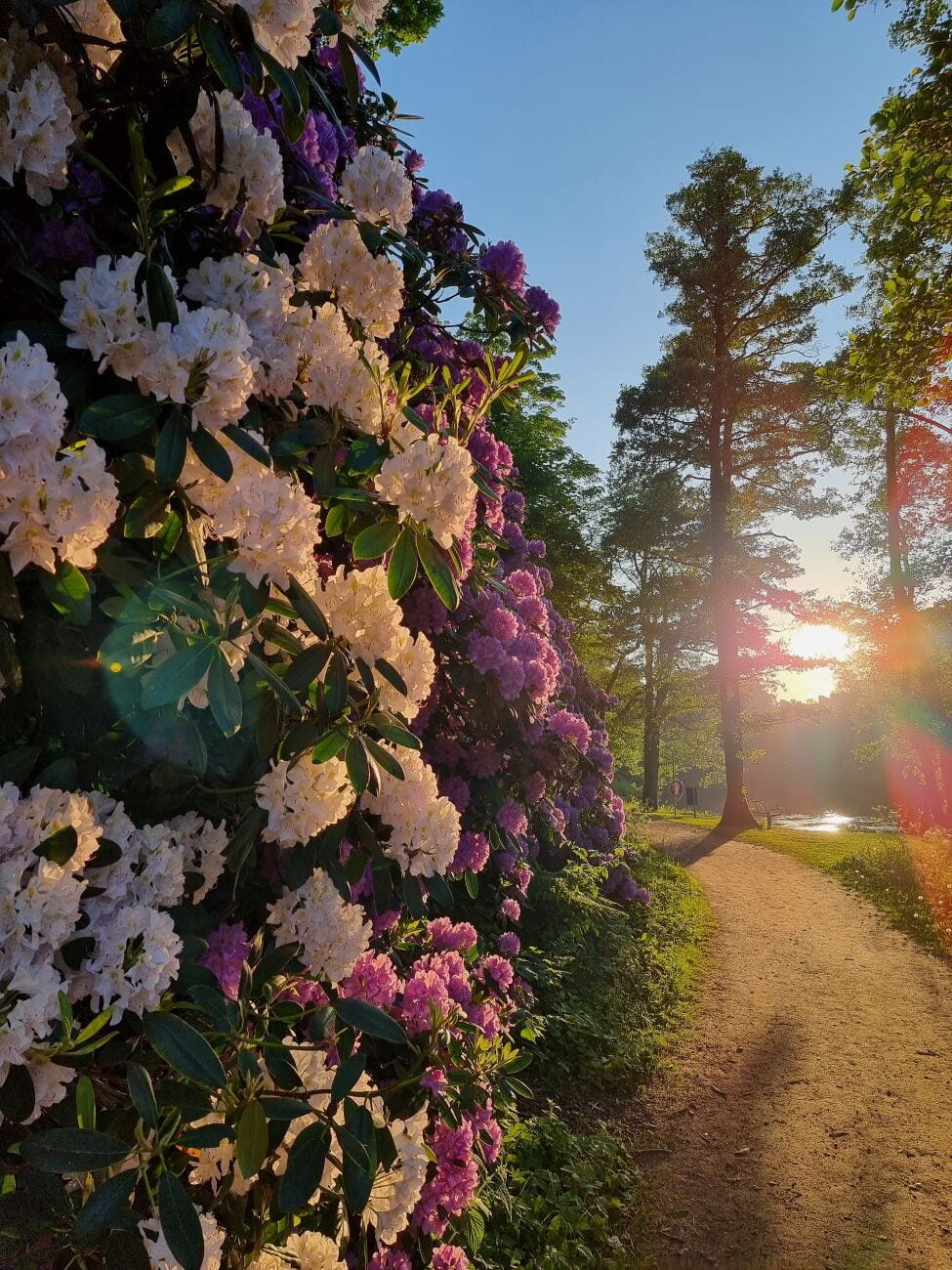 Blommor vid doktor promenad i Falkenberg